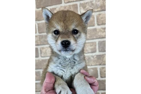 販売中の和歌山県の豆柴-376980の5枚目