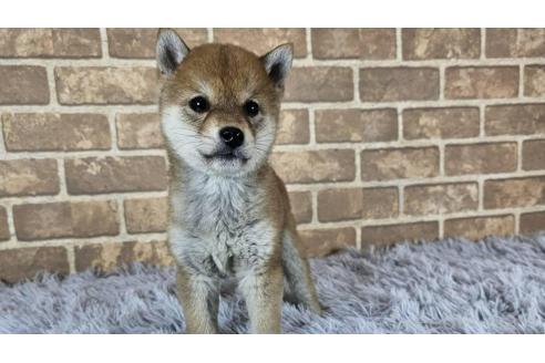 販売中の和歌山県の豆柴-376980の3枚目