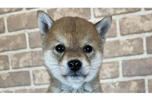 販売中の和歌山県の豆柴-376980
