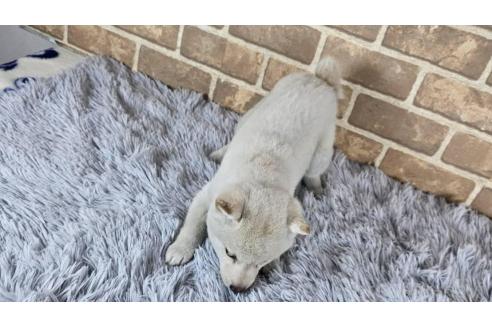 販売中の和歌山県の豆柴-376986の3枚目