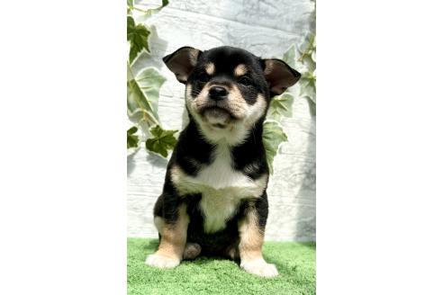 成約済の埼玉県のミックス犬-371813の5枚目