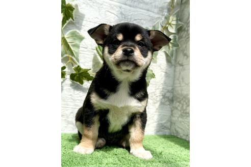 成約済の埼玉県のミックス犬-371813の4枚目