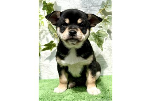 成約済の埼玉県のミックス犬-371813の3枚目