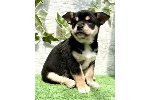 成約済の埼玉県のミックス犬-371813の2枚目