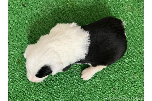 成約済の愛知県のオールドイングリッシュシープドッグ-377013の7枚目