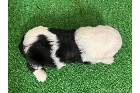 成約済の愛知県のオールドイングリッシュシープドッグ-377014の7枚目