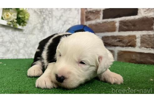 販売中の愛知県のオールドイングリッシュシープドッグ-377014