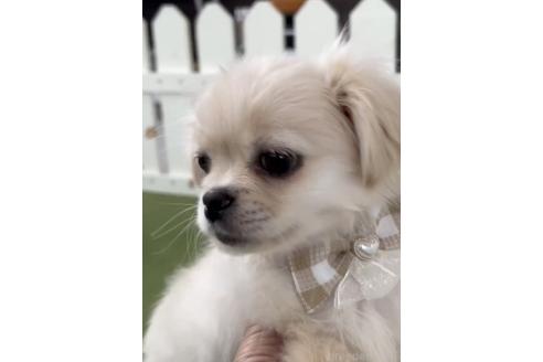 成約済の福岡県のミックス犬-365533の3枚目
