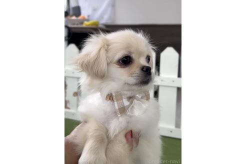 成約済の福岡県のミックス犬-365533の2枚目