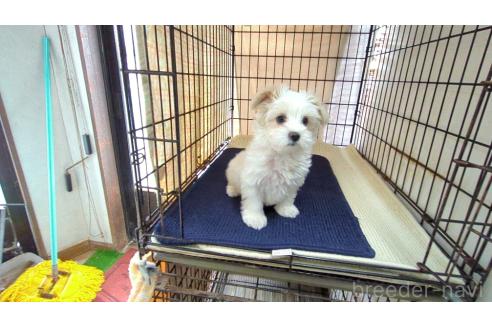 成約済の茨城県のミックス犬-358695の2枚目