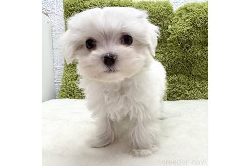 成約済の愛知県のマルチーズ-377075の1枚目