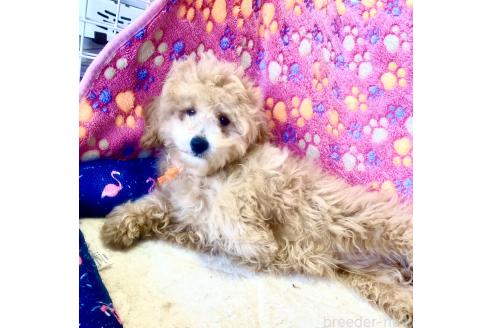 成約済の静岡県のトイプードル-361089の22枚目