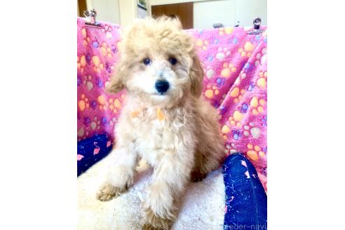 成約済の静岡県のトイプードル-361089の21枚目