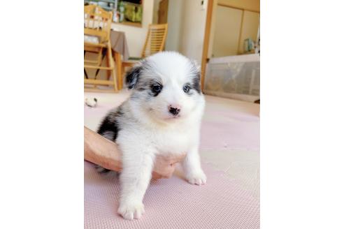 成約済の岐阜県のボーダーコリー-375165の10枚目