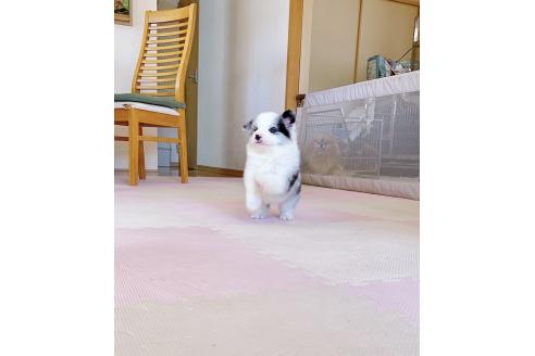成約済の岐阜県のボーダーコリー-375165の9枚目