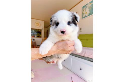 成約済の岐阜県のボーダーコリー-375165の6枚目