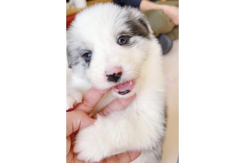 成約済の岐阜県のボーダーコリー-375165の4枚目