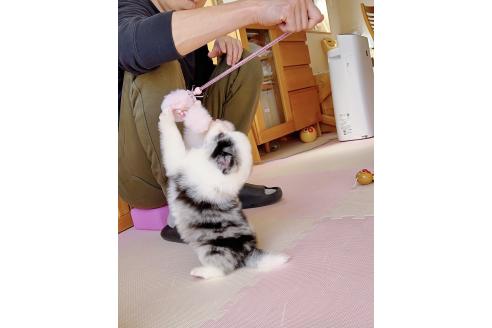 成約済の岐阜県のボーダーコリー-375165の2枚目