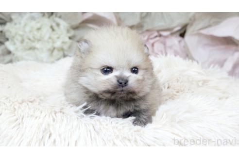 成約済の大阪府のポメラニアン-377100の16枚目