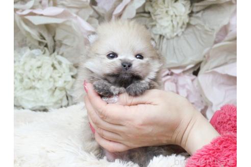 成約済の大阪府のポメラニアン-377100の14枚目