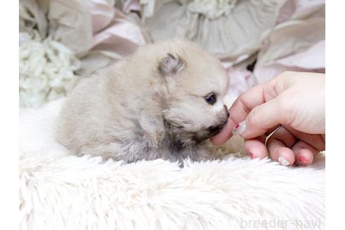 成約済の大阪府のポメラニアン-377100の12枚目