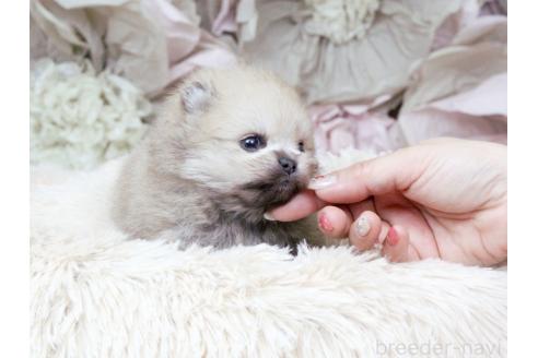 成約済の大阪府のポメラニアン-377100の11枚目