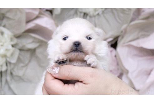 成約済の大阪府のポメラニアン-377102の21枚目