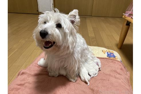 成約済の東京都のウエストハイランドホワイトテリア(ウエスティ)-377139の4枚目