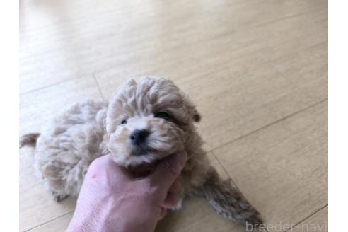 成約済の長野県のトイプードル-377140の5枚目