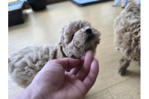 成約済の長野県のトイプードル-377140の3枚目