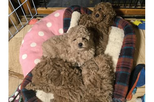 成約済の長野県のトイプードル-377140の2枚目