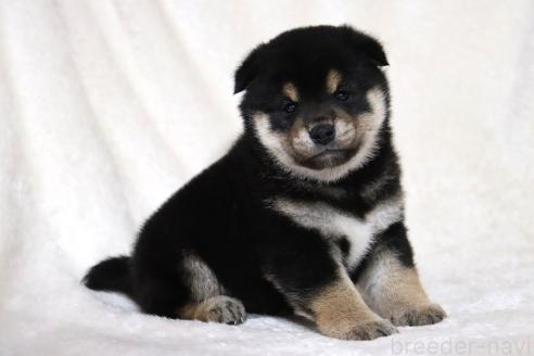 成約済の滋賀県の柴犬-377150の15枚目