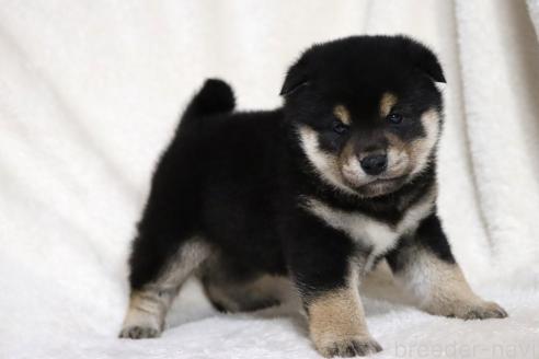 成約済の滋賀県の柴犬-377150の13枚目