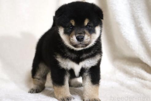 成約済の滋賀県の柴犬-377150の12枚目