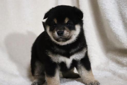 成約済の滋賀県の柴犬-377150の11枚目
