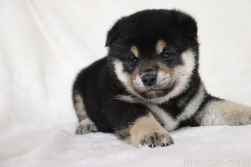 成約済の滋賀県の柴犬-377150の10枚目