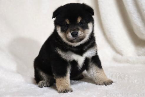 成約済の滋賀県の柴犬-377150の9枚目