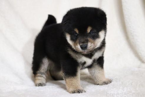 成約済の滋賀県の柴犬-377150の8枚目