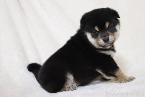 成約済の滋賀県の柴犬-377150の7枚目