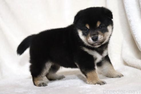 成約済の滋賀県の柴犬-377150の6枚目