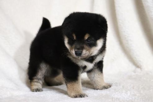 成約済の滋賀県の柴犬-377150の5枚目