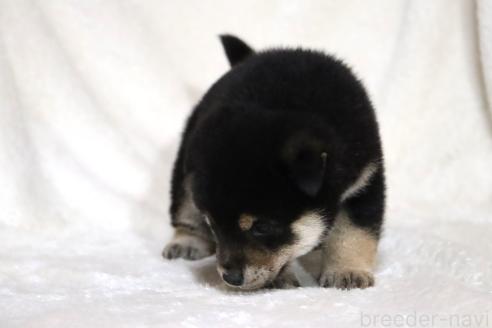 成約済の滋賀県の柴犬-377150の4枚目