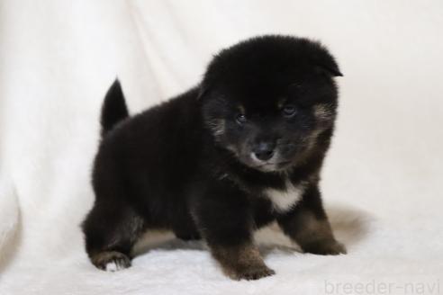 成約済の滋賀県の柴犬-377154の12枚目