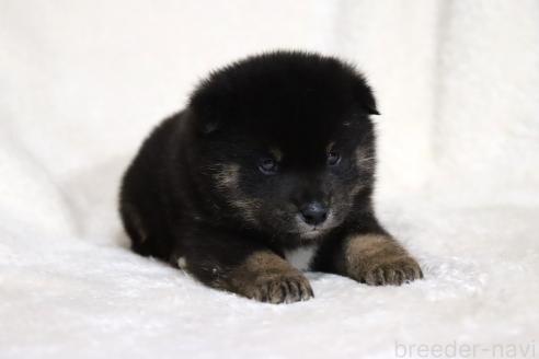 成約済の滋賀県の柴犬-377154の11枚目