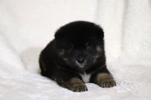 成約済の滋賀県の柴犬-377154の10枚目