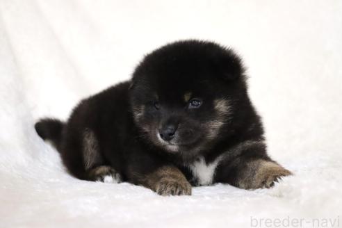 成約済の滋賀県の柴犬-377154の8枚目
