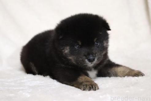 成約済の滋賀県の柴犬-377154の7枚目