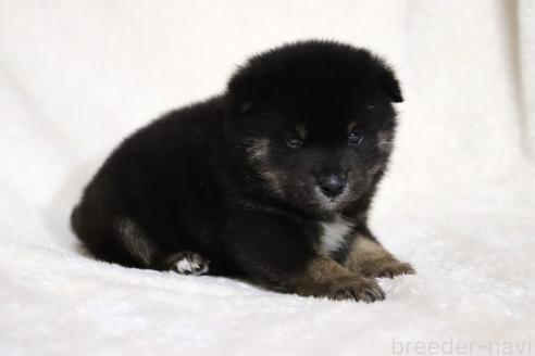 成約済の滋賀県の柴犬-377154の6枚目