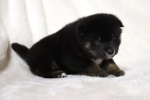 成約済の滋賀県の柴犬-377154の4枚目