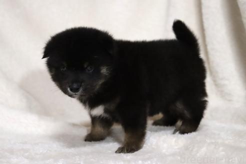成約済の滋賀県の柴犬-377154の3枚目